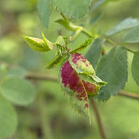 gall Dasineura rosaei